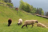 © LK Kärnten/Wilfried Pesentheiner